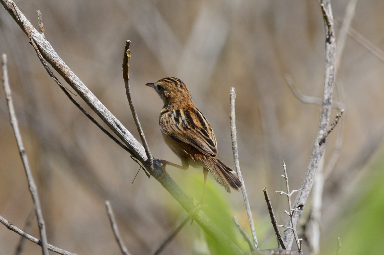 Cisticola juncidis fuscicapilla Cisticola juncidis fuscicapilla